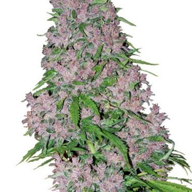 Purple Bud Feminised