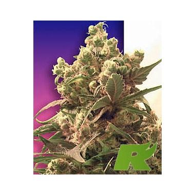 Purple Feminized