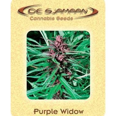 Purple Widow