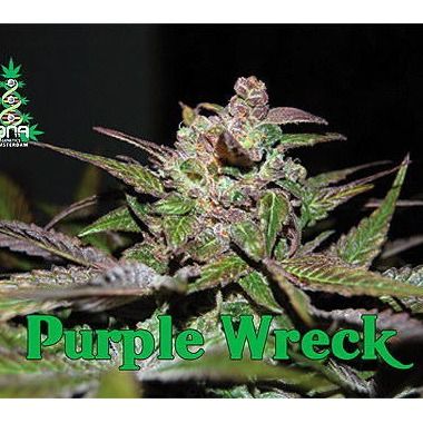 Purple Wreck