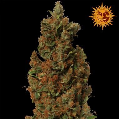 Red Diesel Feminized