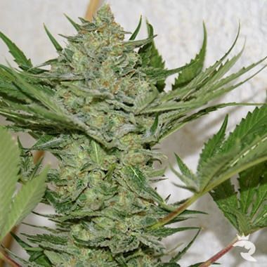 Resin Seeds Critical Haze Feminized