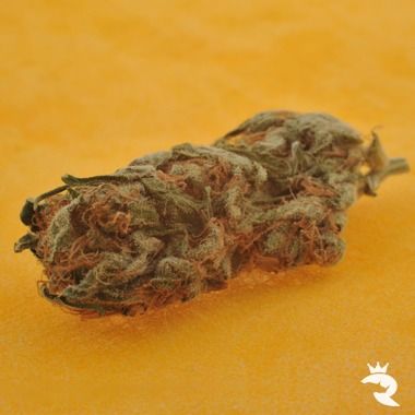 Rhino White