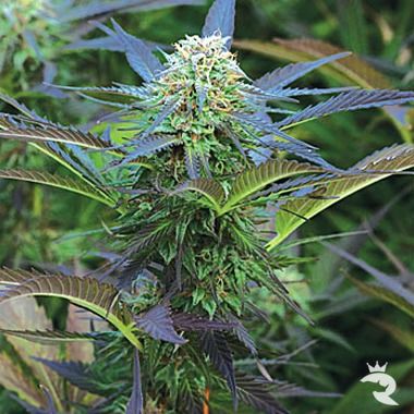 Royal Purple Kush Feminized