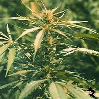 Sativa Seeds Hawaii Maui Waui