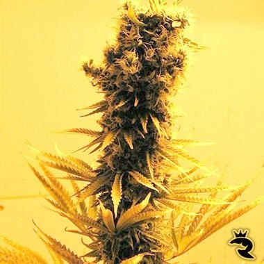 Sativa Seeds Raspberry Cough