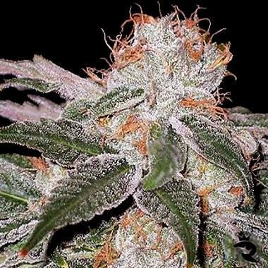 Seedsman White Widow Feminized 100 Bulk Pack