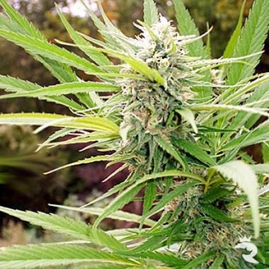 Outdoor Mix