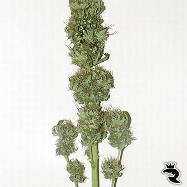 Sensi Seeds Silver Pearl