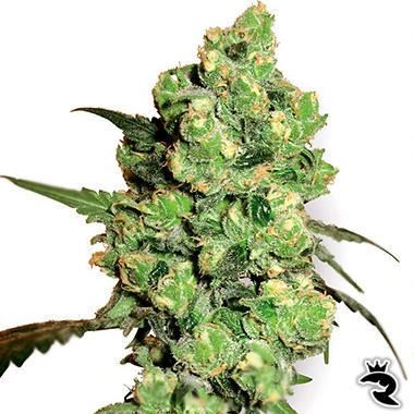 Sensi Seeds Super Skunk Feminized
