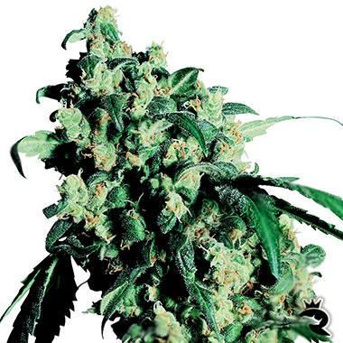 Sensi Seeds Super Skunk