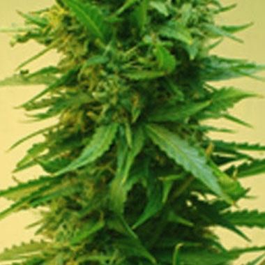 Short Stuff Seeds Onyx Feminized