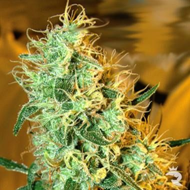 Silver Cheese Feminized