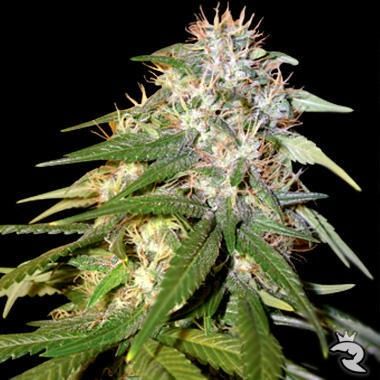 Sour Cream Feminized