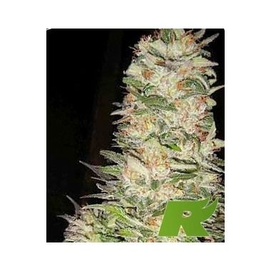 Strawberry Diesel Feminized