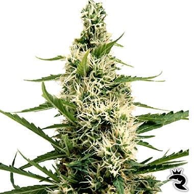 Swazi Skunk Seeds