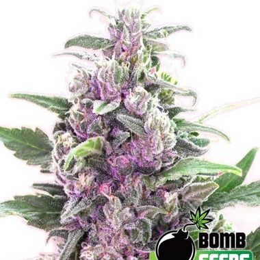 THC Bomb Auto