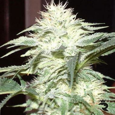 White Widow Seeds