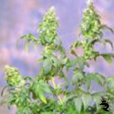 Yumbolt Feminized