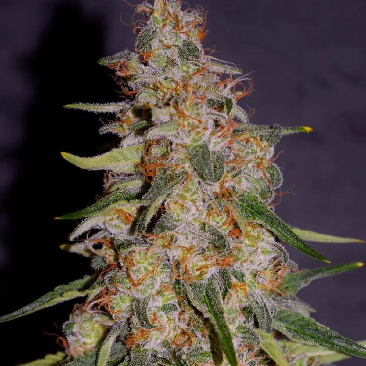 Frosted Guava Auto cannabis seeds by Cream of the Crop