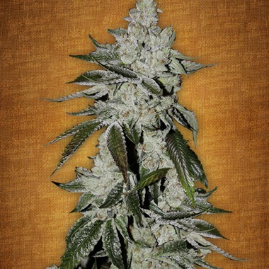 Girl Scout Cookies Auto by FastBuds — classic high-THC auto