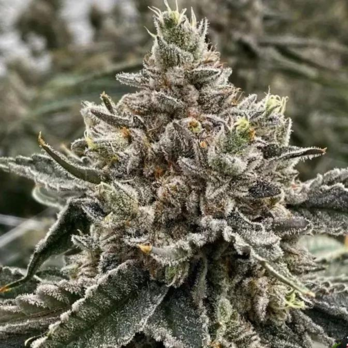 Mint Cookies Auto by Advanced Female Seeds — minty, potent auto