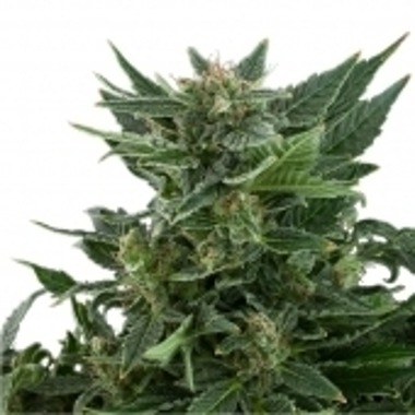 Royal Kush Auto by Royal Queen Seeds — fast classic auto