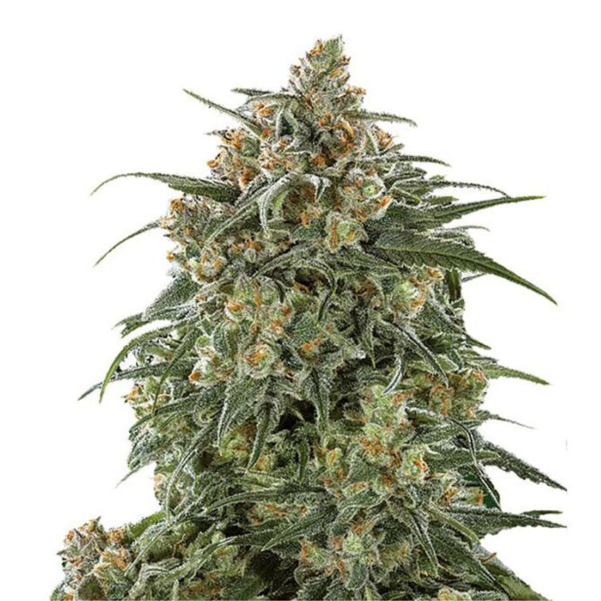 Sherbet Triploid (Feminized) by Advanced Female Seeds — modern triploid line