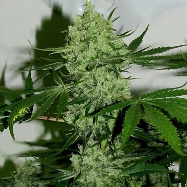 Star Doggie (Feminized) — diesel funk, reliable structure
