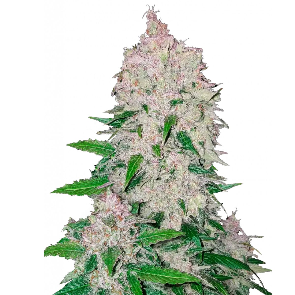 Stardawg Auto by FastBuds — fast, vigorous autoflower