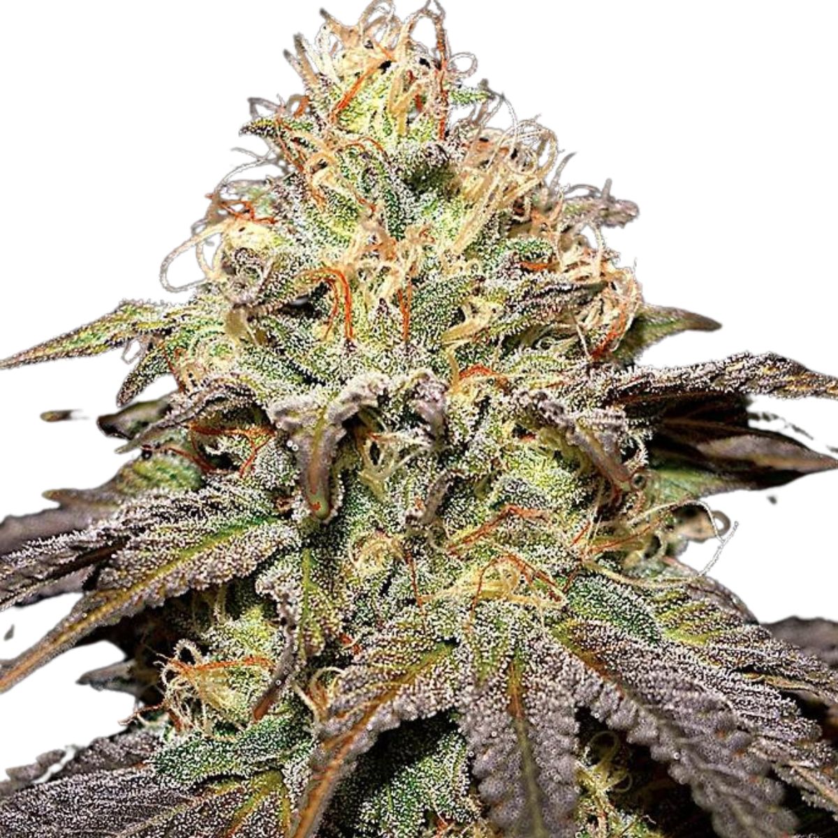 Super Boof feminized by Cream of the Crop