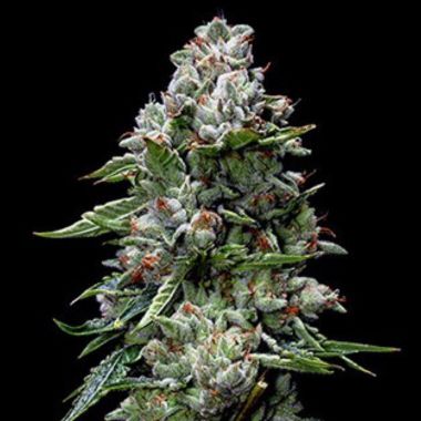 Gorilla Glue (Feminized) — resinous fan favourite