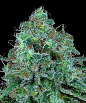 Critical Kush feminized seeds by Barneys Farm