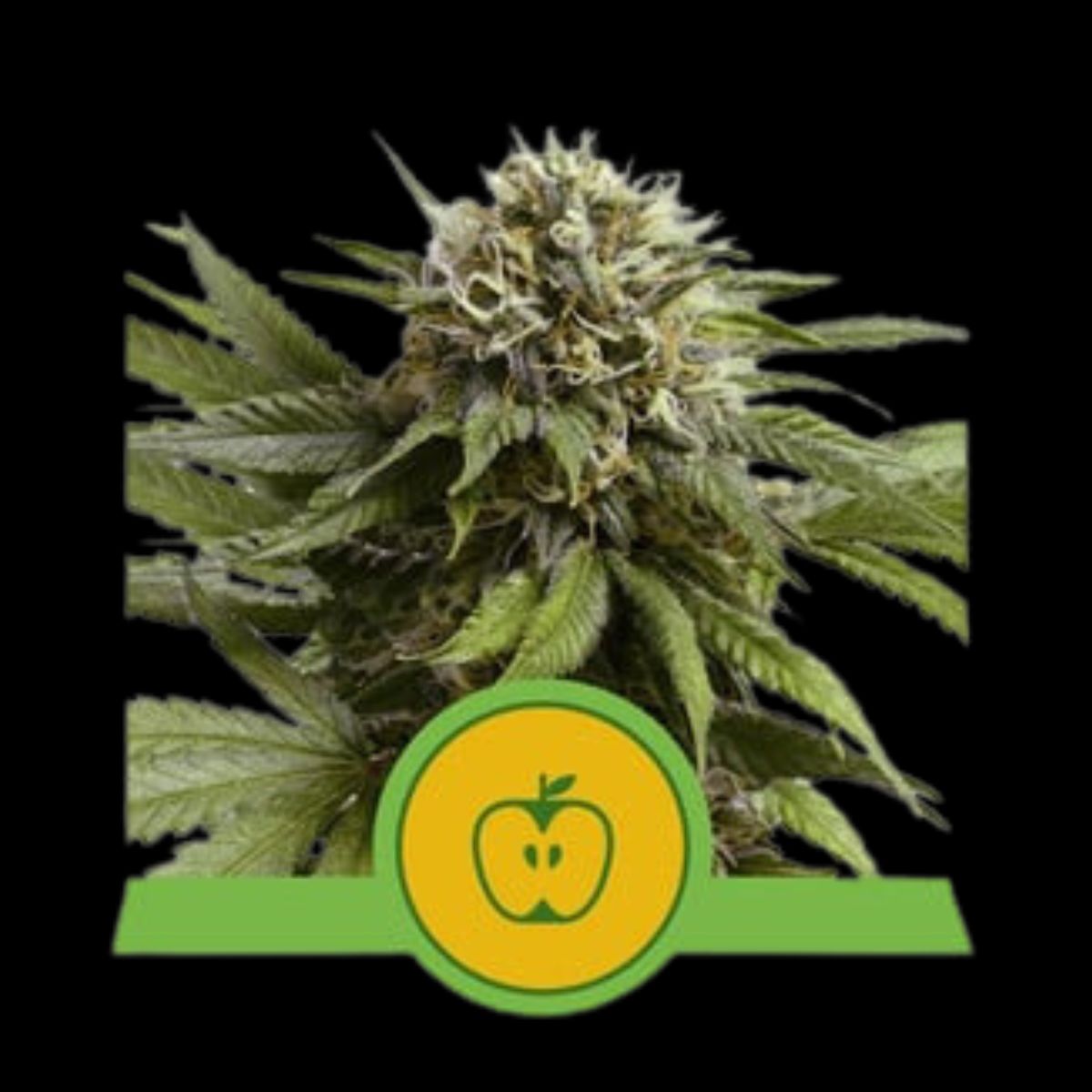 Apple Fritter Auto by Royal Queen Seeds — sweet, strong, modern auto
