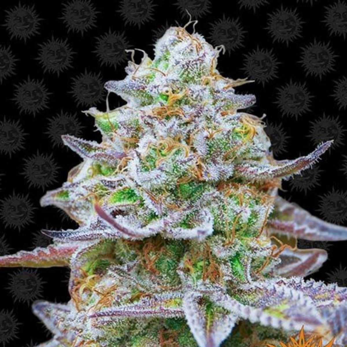Gorilla Zkittlez (Feminized) by Barney’s Farm — heavy-hitting candy terps