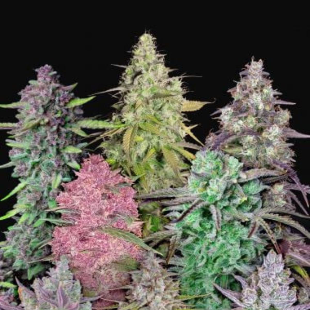 FastBuds Mix Pack Auto — assorted fast-finishing autos