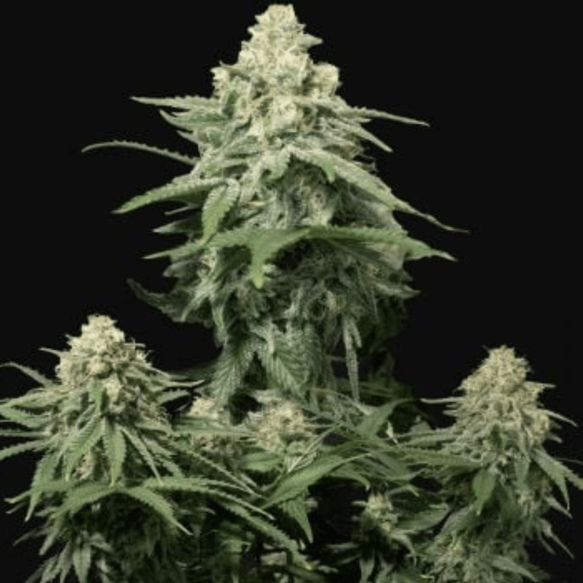 Wedding Cheesecake FF by FastBuds