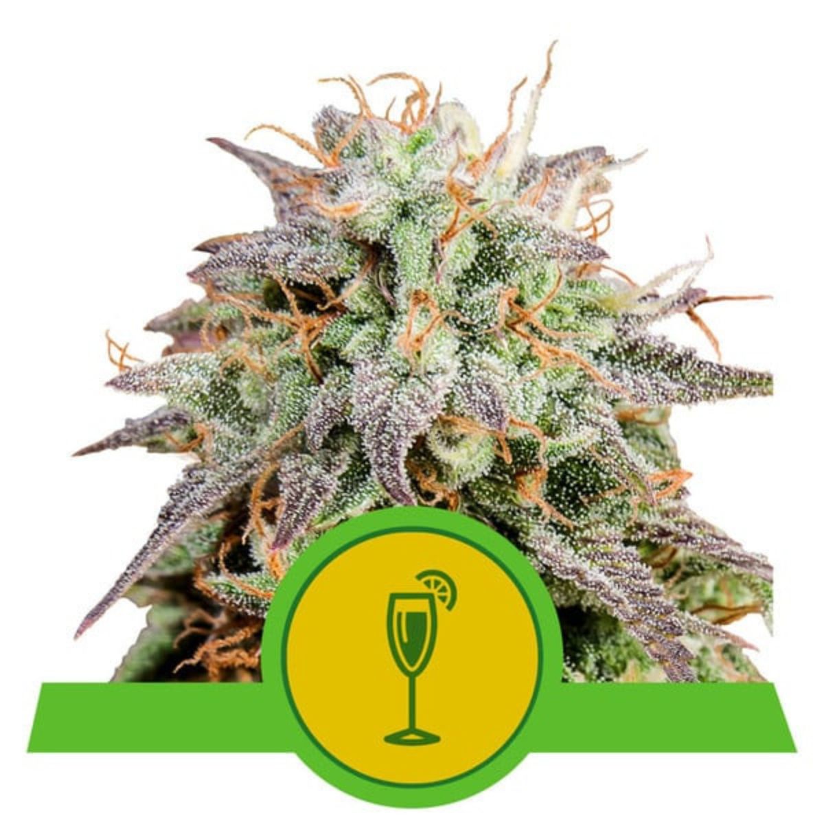 Mimosa Auto by Royal Queen Seeds — fast citrus auto