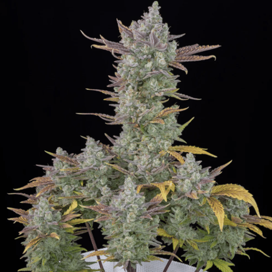 Gorilla Cookies Auto cannabis seeds by FastBuds — powerhouse auto