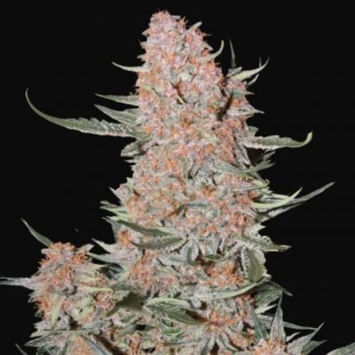Ztrawberriez Auto by FastBuds — dessert terps with high THC