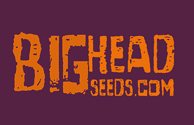 Big Head Seeds Autoflowering