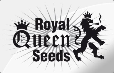 Royal Queen Seeds Femnized