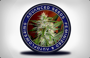 Advanced Seeds Autoflowering