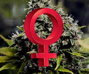 Feminized Seeds