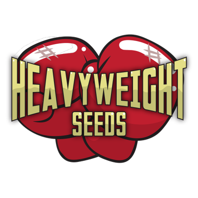 Heavyweight Seeds Feminized