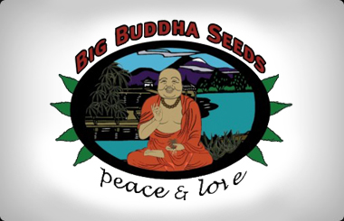 Big Buddha Regular