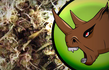 High Strength Cannabis Seeds