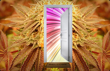 Indoor Cannabis Seeds