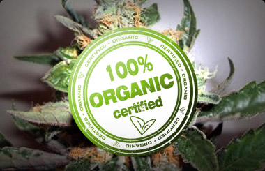 Organic Cannabis Seeds