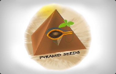Pyramid Seeds Autoflowering
